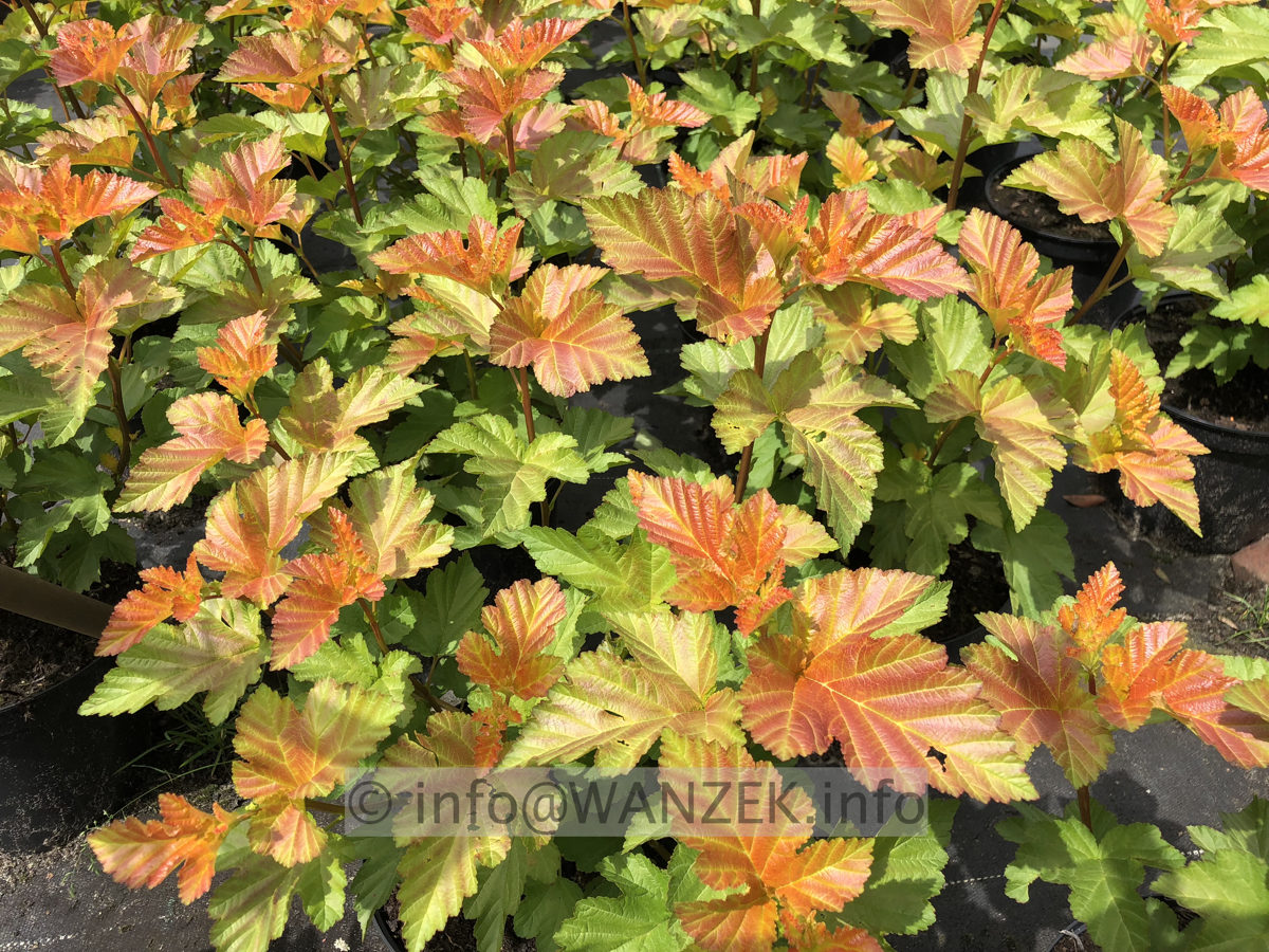 Physocarpus opulifolius Amber Jubilee 00.JPG